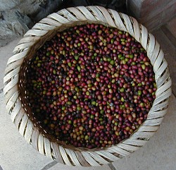 Coffee from Costa Rica - Click picture for bigger format.
