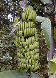 Costa Rica is big producer of bananas and other fruit - Cilick picture for bigger format.